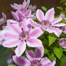 Image result for Clematis viridiflora