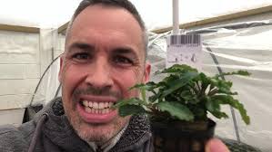 Bucephalandra 'green velvet'