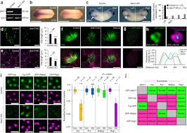 Full refund available up to 24 hours before your tour date The Ciliopathy Associated Cplane Proteins Direct Basal Body Recruitment Of Intraflagellar Transport Machinery Nature Genetics