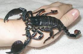 Ghana Africa S Emperor Scorpion Is One Of The World S Biggest At 8 Inches 20 Centimeters Long Yikes Insects Scorpion Cool Insects
