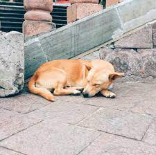 mexican streetdog i met in guanajuato ive seen a lot of street dogs in mexico cuba that look like this pupper it is a breed in 2021 street dogs
