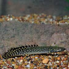 Fw Ornate Bichir Captive Bred Medium