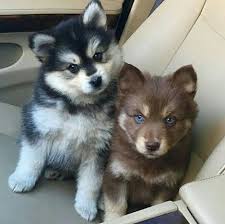 Black And White Pomsky Que Ternura De Estos Dos Cute Animals Pomsky Puppies Pets