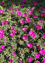 The highest concentration of metal ions accumulated in root and lowest in the flower of both species. Magenta Portulaca Grandiflora Succulent Flowers Spiral Notebook By Taiche In 2021 Portulaca Flowers Portulaca Grandiflora Flowers Perennials