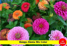 Bunga begonia adalah bunga yang merupakan genus dalam famili tumbuhan berbunga begoniaceae. Benih Bunga Zinnia Mix Color Maica Leaf Jualbenihmurah Com