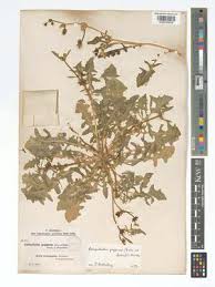 Image result for Centemopsis filiformis