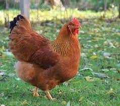 20 Best Egg Laying Chickens Illustrated Guide Know Your Chickens