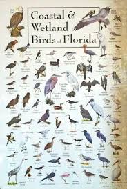 Florida Coastal Wetland Bird Identification Chart Vogel Als Haustiere Vogelbestimmung Tiere