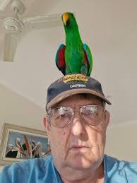 Leucistic Spotted Towhee? He's visited several days now. I thought he had  flown through a snow squall when I first saw him (but I'm