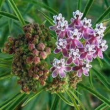 Image result for Asclepias schumanniana