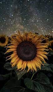 Hearts Magic Sunflower Wallpaper Wallpaper Iphone Christmas Christmas Wallpaper Backgrounds