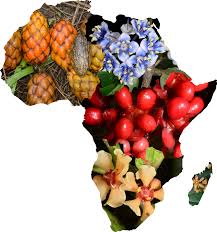 Image result for Ozoroa pwetoensis