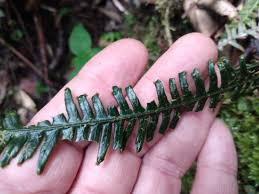 Image result for Grammitis