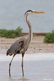 Birds And Wildlife Great Blue Heron Blue Heron Animals Sea Birds
