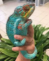 Pin By Alice Anguissola On Zhivotnye Chameleon Pet Animals Beautiful Cute Lizard