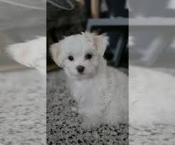 So consider starting your pup with a daily walk. Puppyfinder Com Maltese Puppies Puppies For Sale Near Me In Aurora Illinois Usa Page 1 Displays 10