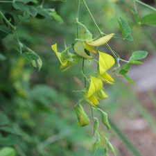 Image result for Crotalaria laburnifolia