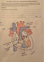 Image result for Cardiovascular Worksheets