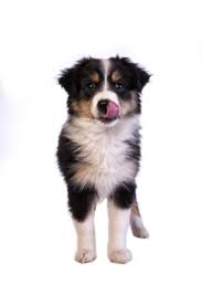 Here at crooked creek i have strived for the past 18 years to produce quality,healthy puppies with the look & temperament of the standard aussie only in a smaller package. Toy Australian Shepherd Puppies For Sale Cute Smart Healthy Vip Puppies