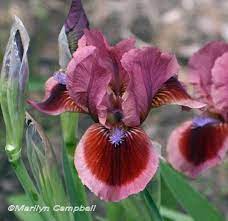 Infomedalcookdouglas Main Twiki Bearded Iris Iris Garden Iris Flowers