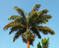 Image result for Arecaceae