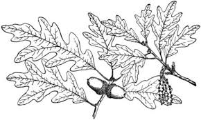 Последние твиты от acorn tree (@treeacorn). White Oak Tree Leaves Coloring Page Color Luna White Oak Tree Oak Tree Drawings Tree Coloring Page