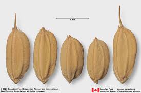 Image result for Oryza