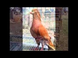 Namun begitu, secara keseluruhan panggilannya tetaplah merpati. Merpati Gambir Youtube