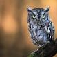 Little Explorers: Owls - Four Rivers Environmental Education Center, 25055 S Walnut Ln Event Image