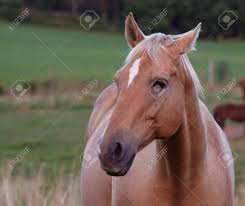 Check spelling or type a new query. A Portrait Of A Beautiful Palomino Horse Stock Photo Picture And Royalty Free Image Image 508142