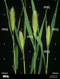 Image result for Setaria viridis