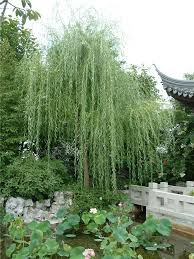 Image result for Salix babylonica