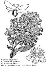 Image result for Hagenia abyssinica