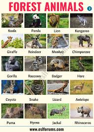 Forest Animals List Of Animals That Live In The Forest With Esl Pictures Esl Forums List Of Animals Forest Animals Forest Animals List