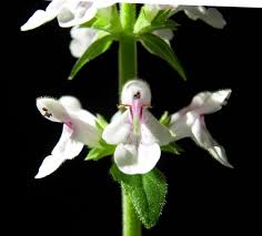 Image result for Stachys pseudonigricans