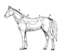 horse body condition scoring purina animal nutrition