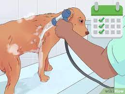 Draw small lines inside the four base circles, as shown in figure 1.3 to complete the paws. 3 Simple Ways To Help A Dog In Heat Wikihow