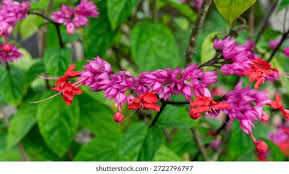 Image result for Clerodendrum splendens