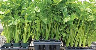 Maybe you would like to learn more about one of these? Cara Menanam Seledri Hidroponik Dengan Cepat Kebun Naya