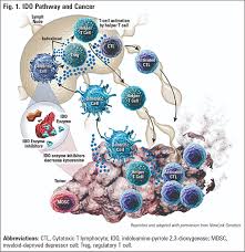He is accepting new patients. The State Of Ido Inhibitor Combinations In The Treatment Of Melanoma