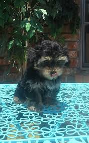 We have 2 little girls. Yorkiepoo Puppies For Sale Waco Tx 167786 Petzlover