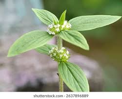 Image result for Spermacoce ruelliae