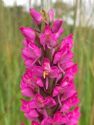 Image result for Disa welwitschii