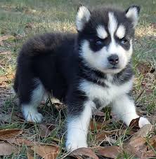 Browse thru our id verified puppy for sale listings to find your perfect puppy in your area. Miniature Siberian Husky Puppies For Sale Cute Puppies White Husky Dog Husky Puppy Husky Puppies For Sale