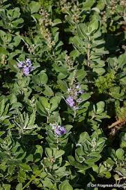 Image result for Vitex obovata