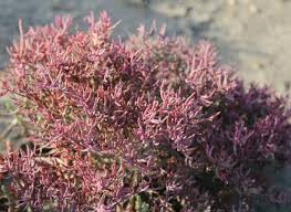 Image result for Halosarcia indica