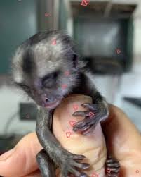 Baby monkey chaly super cry loudly during mom take bathing first time. Babymonkey Monkey Baby Noahs Park Retreat