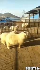 Large collection of the best lustig gifs. 32 Lustige Gifs Tiere Tiere Lustig Debeste
