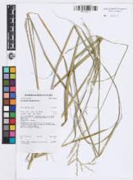 Image result for Arundinella nepalensis