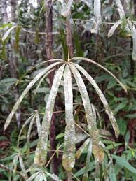 Image result for Astropanax